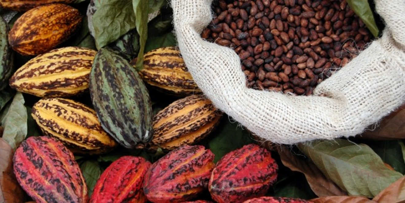 Precios del cacao alcanzan máximos históricos por escasez de oferta en