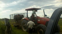 cuatreros en zulia 20 vacas