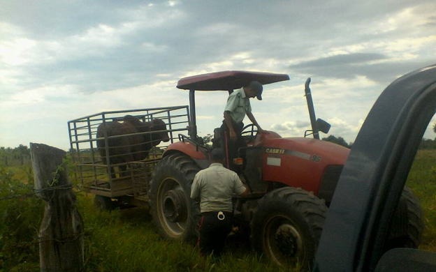 cuatreros en zulia 20 vacas