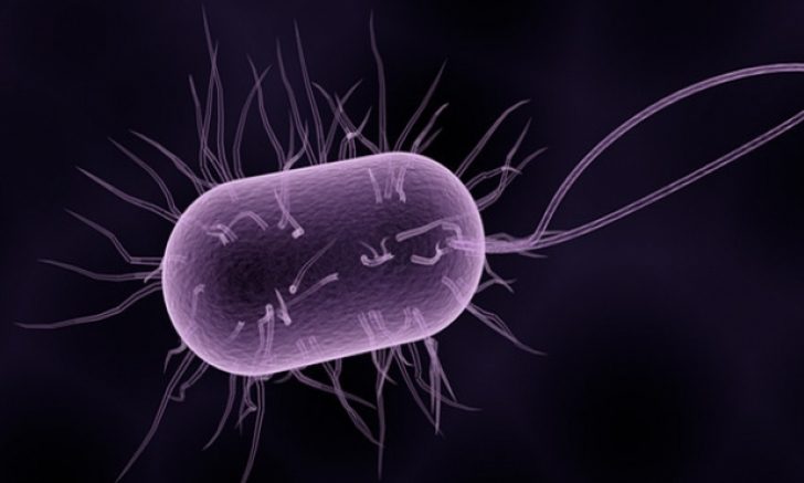 bacteria super gonorrea