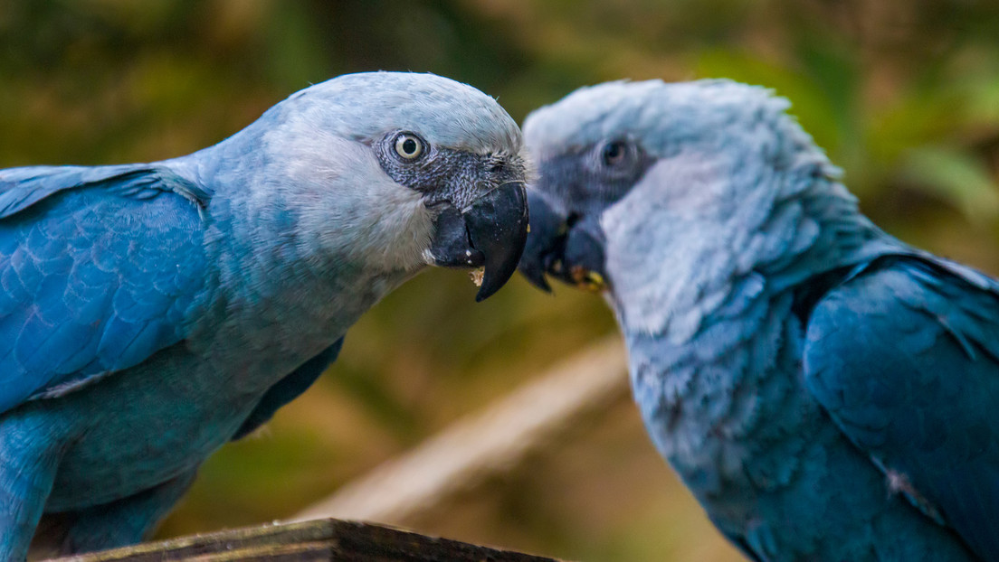 Exitoso proyecto ambiental hace regresar al guacamayo azul a Brasil