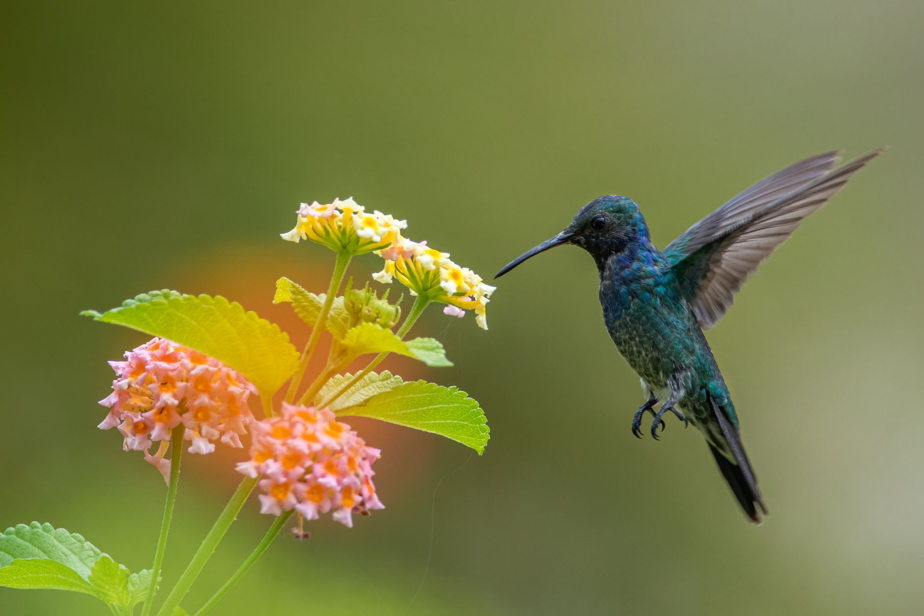 Um vibrante beija-flor de garganta safira em voo próximo a flores coloridas no Panamá.