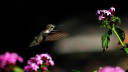 Caer noche algunos colibríes reducen