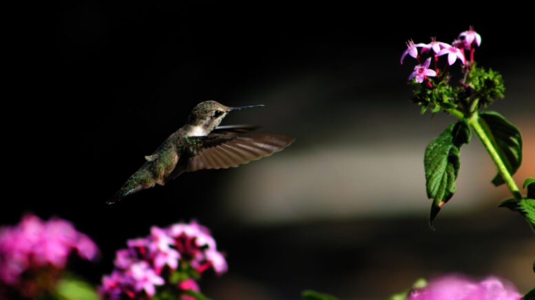 Caer noche algunos colibríes reducen