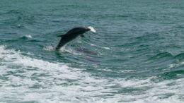 Algunos delfines australia colocan esponjas