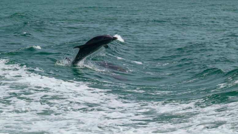 Algunos delfines australia colocan esponjas