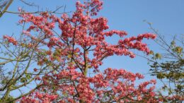 Clavar clavo árbol truco antiguo