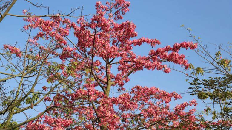 Clavar clavo árbol truco antiguo