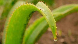 Congelar gel aloe vera cubos