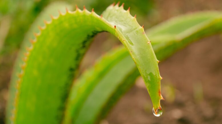 Congelar gel aloe vera cubos