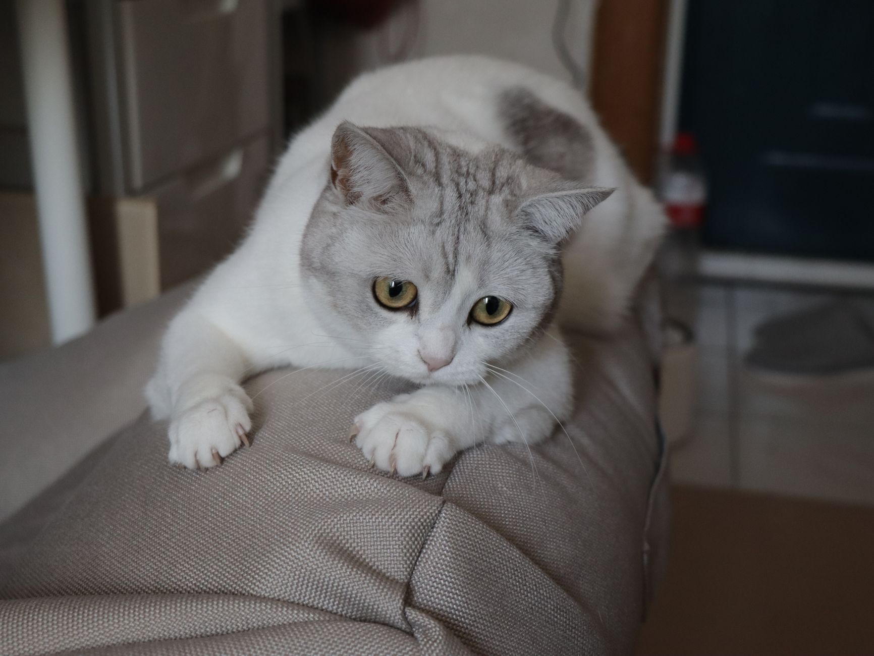 Adorável gato British Shorthair relaxando em ambientes internos, perfeito para amantes de animais de estimação.