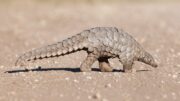 Dieciséis pangolines fueron rescatados del