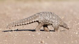 Dieciséis pangolines fueron rescatados del
