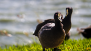 Aves marfil mamut centímetros sobrevivieron