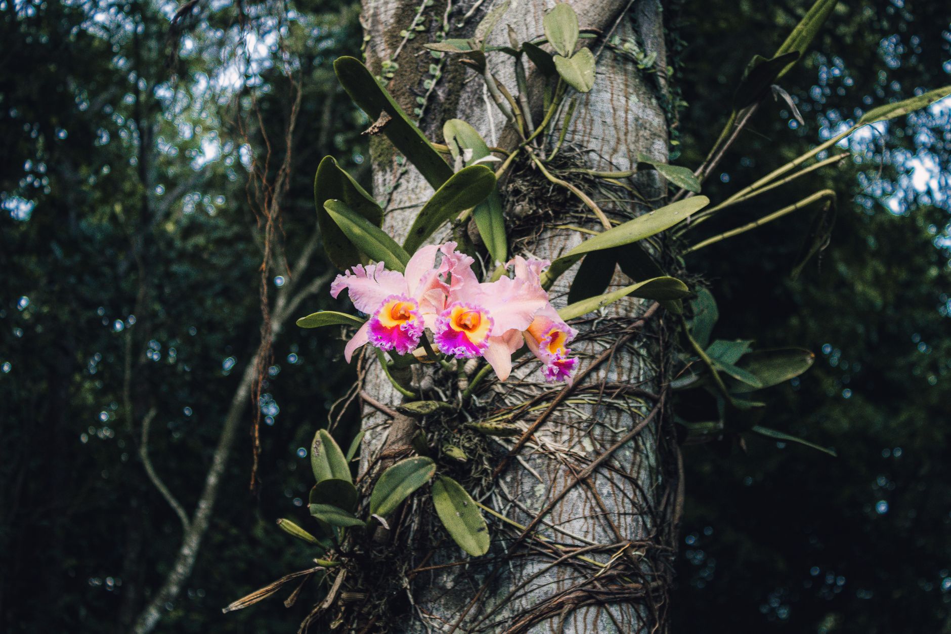 Lindas orquídeas rosas florescendo em uma árvore em um ambiente de floresta exuberante.