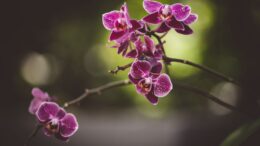 Agua acumulada debajo una orquídea