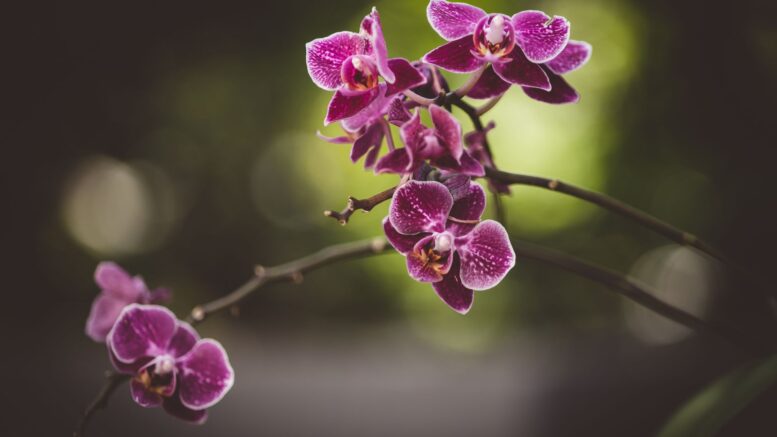 Agua acumulada debajo una orquídea