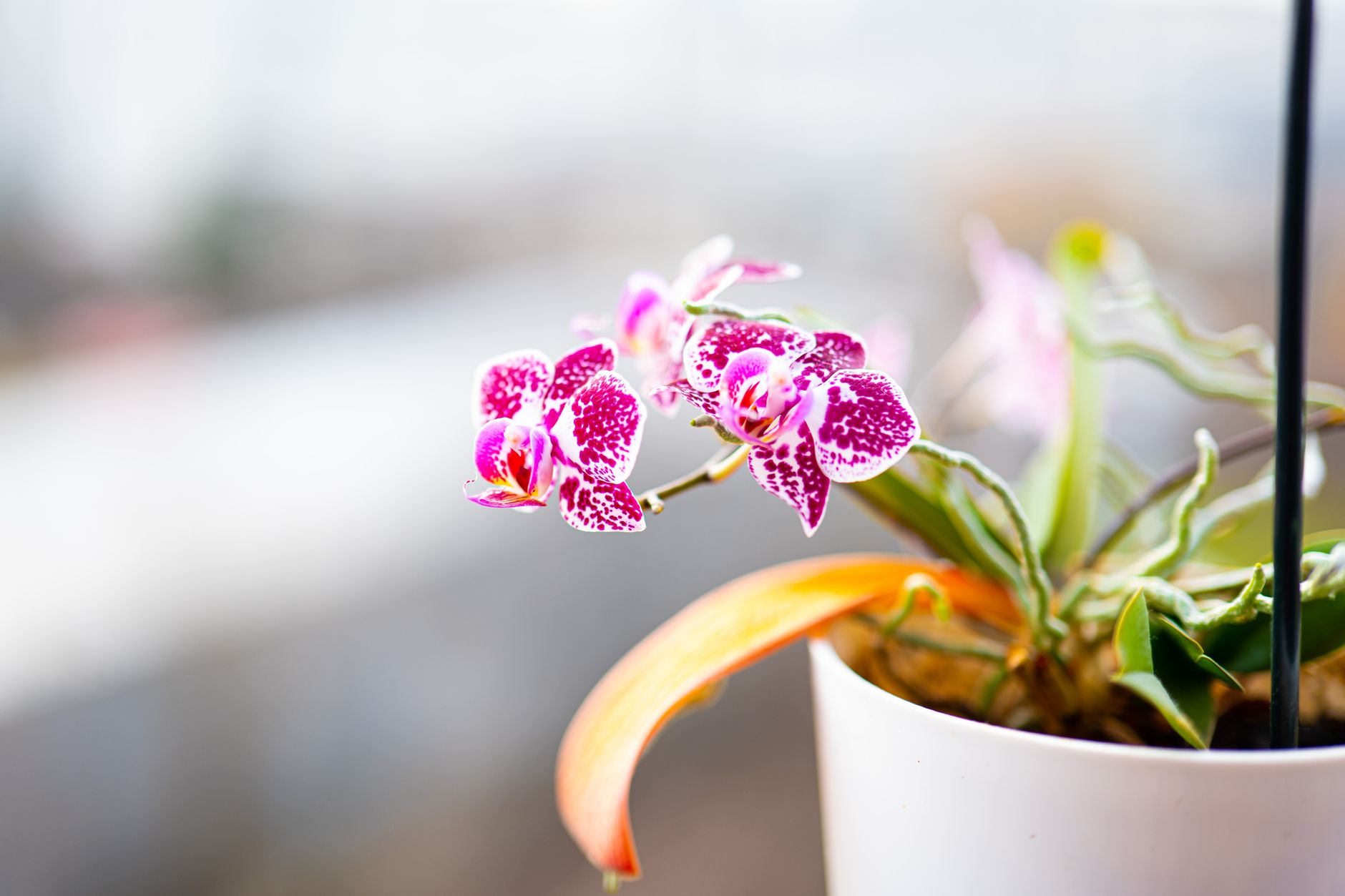 Orquídea Phalaenopsis roxa e branca com pétalas manchadas em um vaso branco.