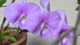Agua atrapada centro una orquídea