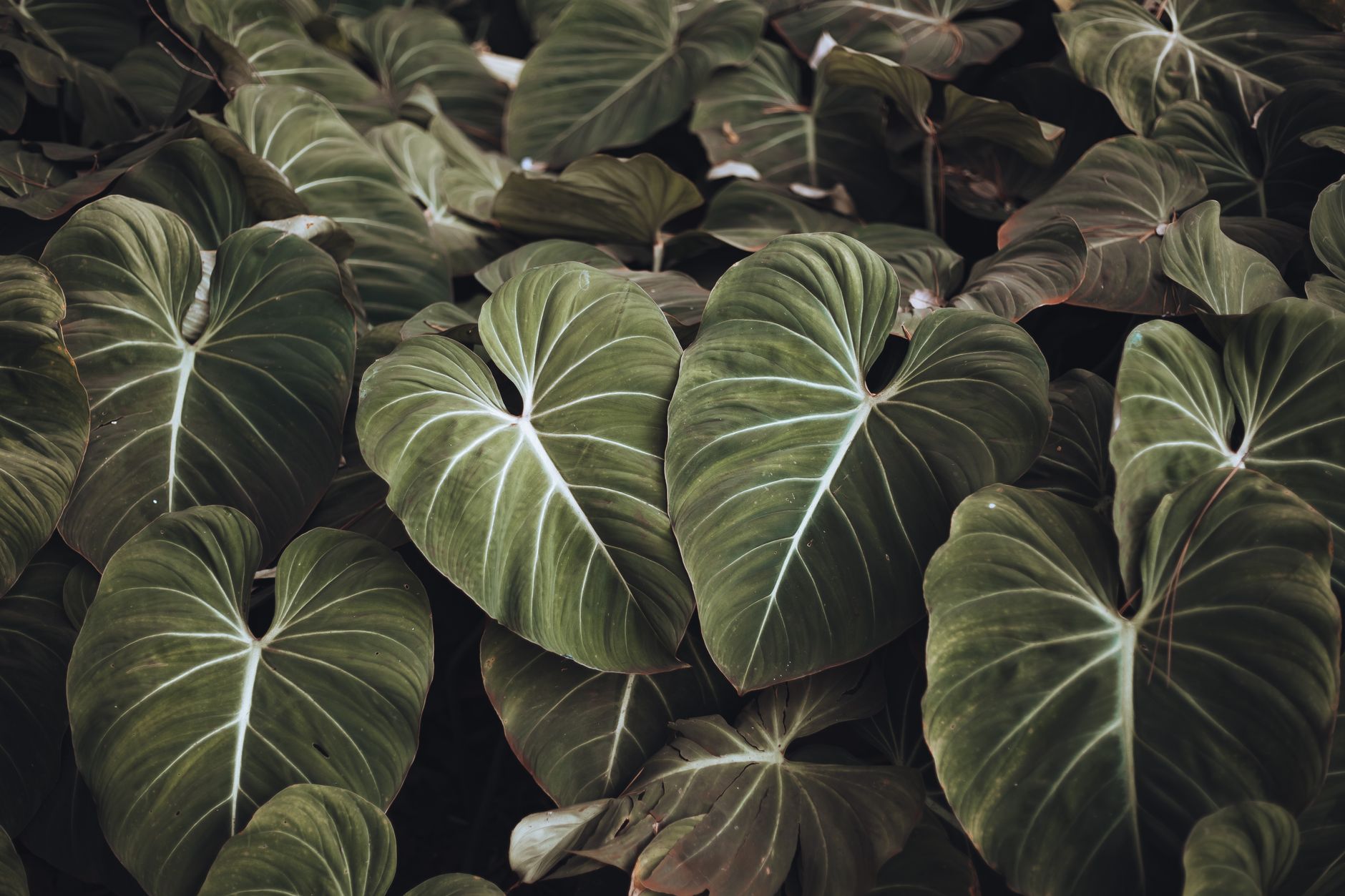 Close-up de folhas verdes exuberantes em forma de coração de Philodendron, destacando texturas naturais.