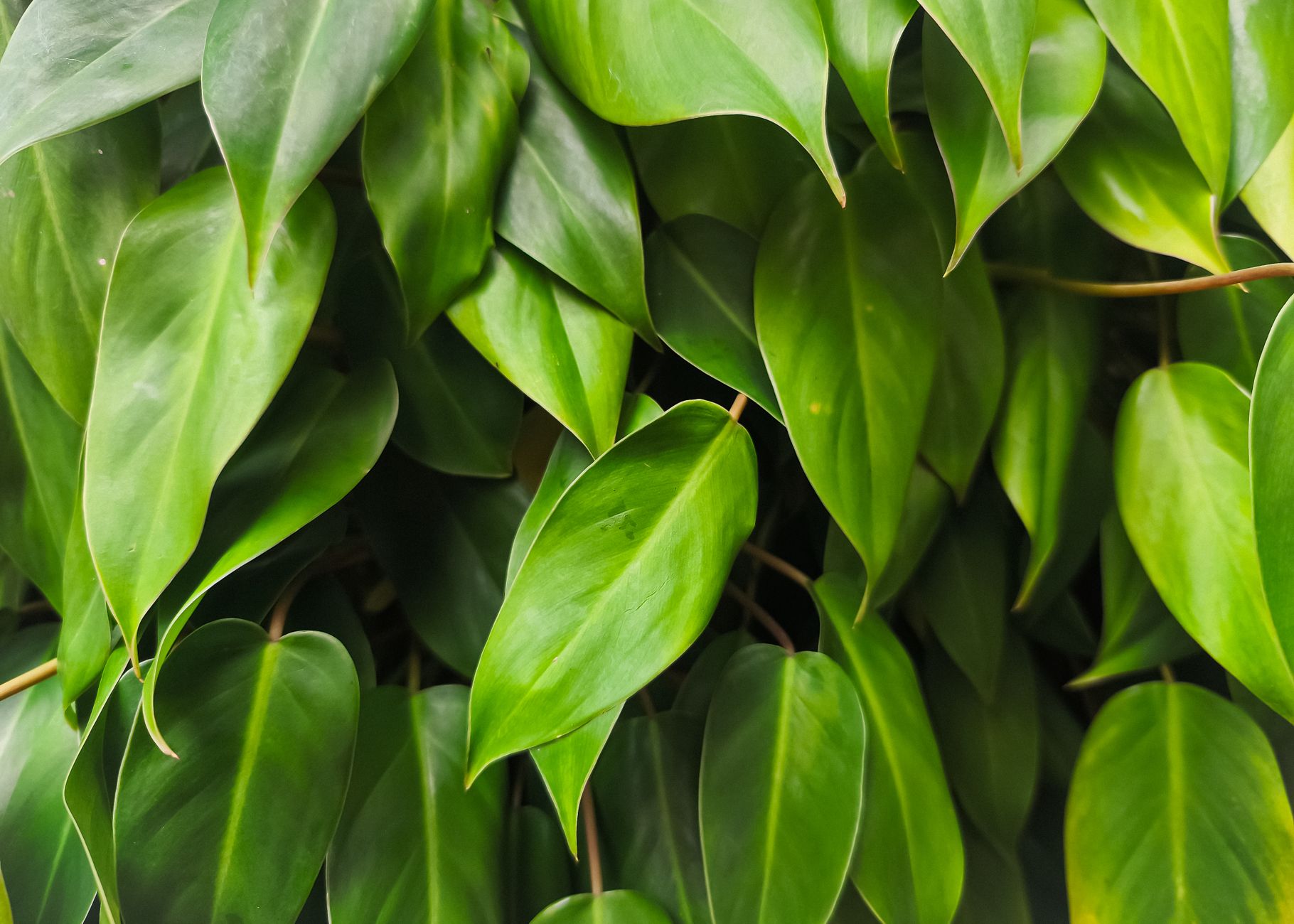 Vista aproximada de folhas verdes luxuosas de Philodendron, exibindo uma vida vegetal vibrante.