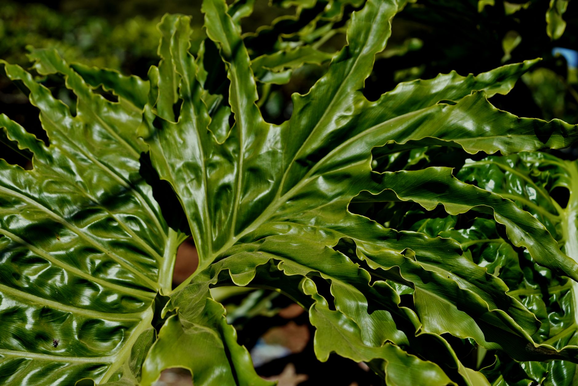 Vista detalhada das folhas tropicais de Philodendron de Folha Larga com texturas verdes vibrantes.