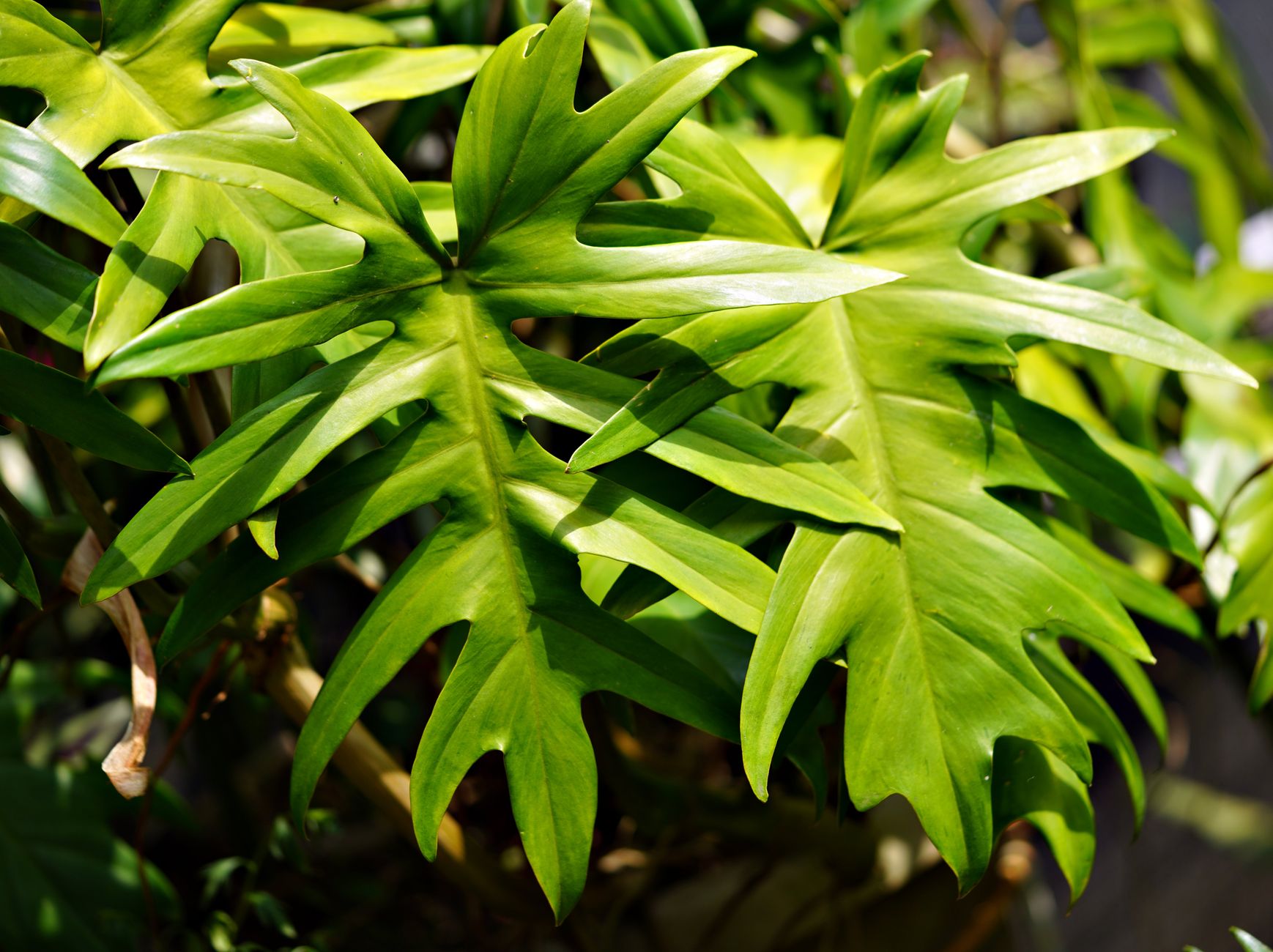 Folhas de filodendro de um verde vibrante, banhadas pela luz natural do sol, exibem sua textura e forma intrincadas.