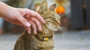 Gato más acerca puede elegir