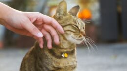Gato más acerca puede elegir