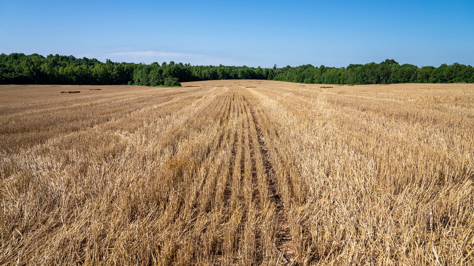 Um vasto campo dourado na Carolina do Norte, exibindo culturas secas sob um céu azul claro.