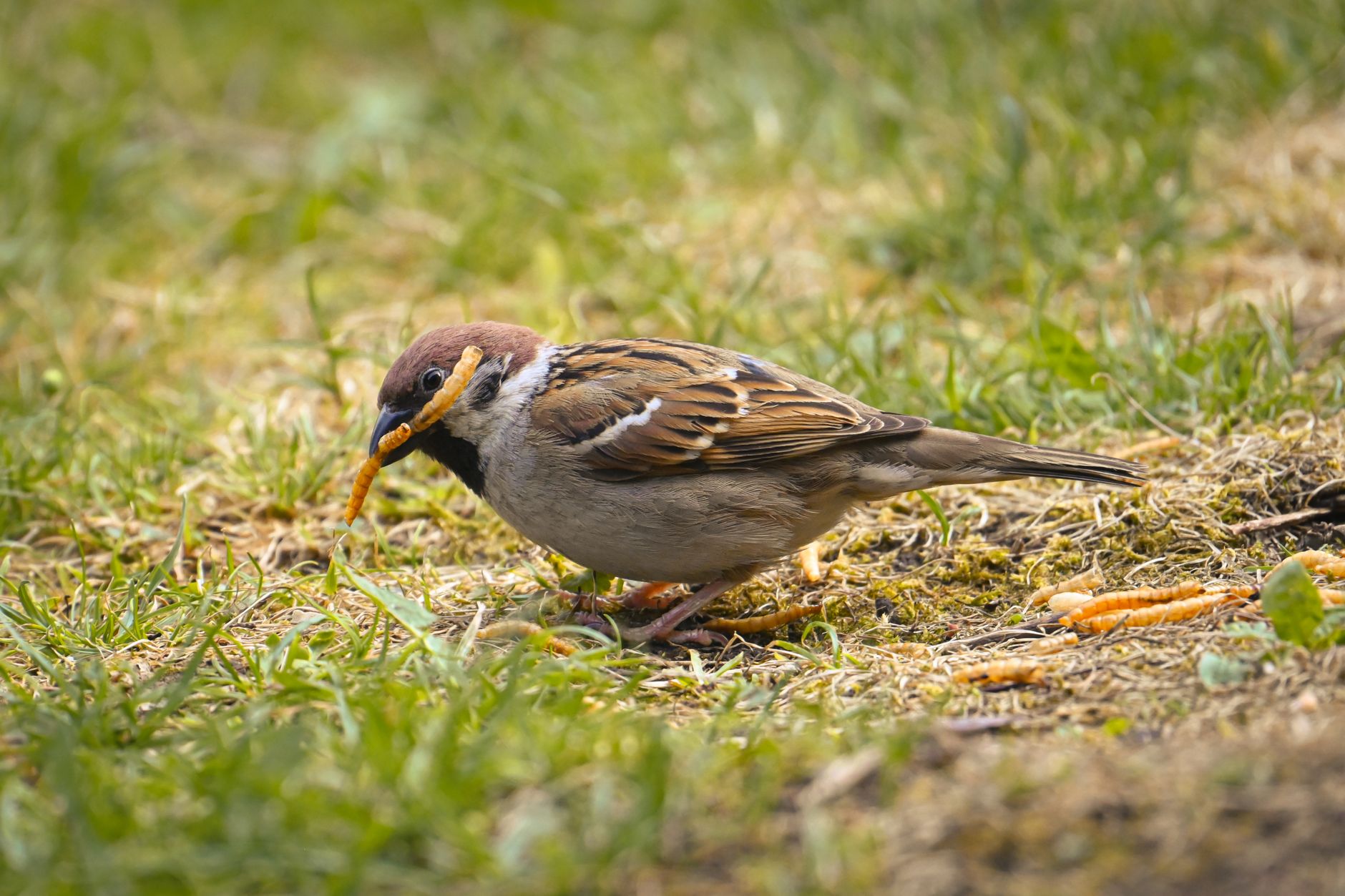 Close de um pardal comendo larvas de farinha em solo gramado ao ar livre.