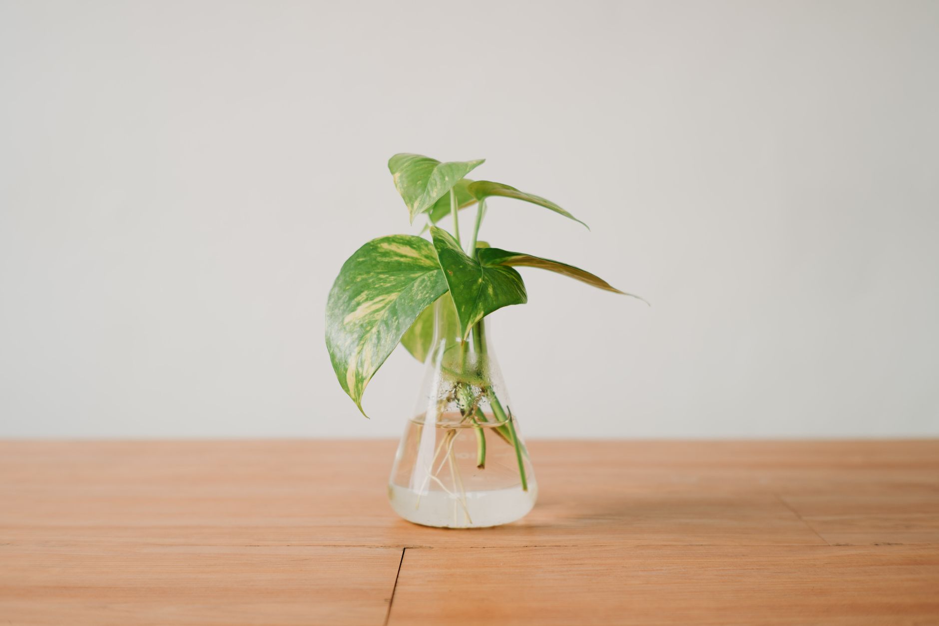 Uma única planta verde em um vaso de vidro transparente cheio de água sobre uma mesa de madeira.
