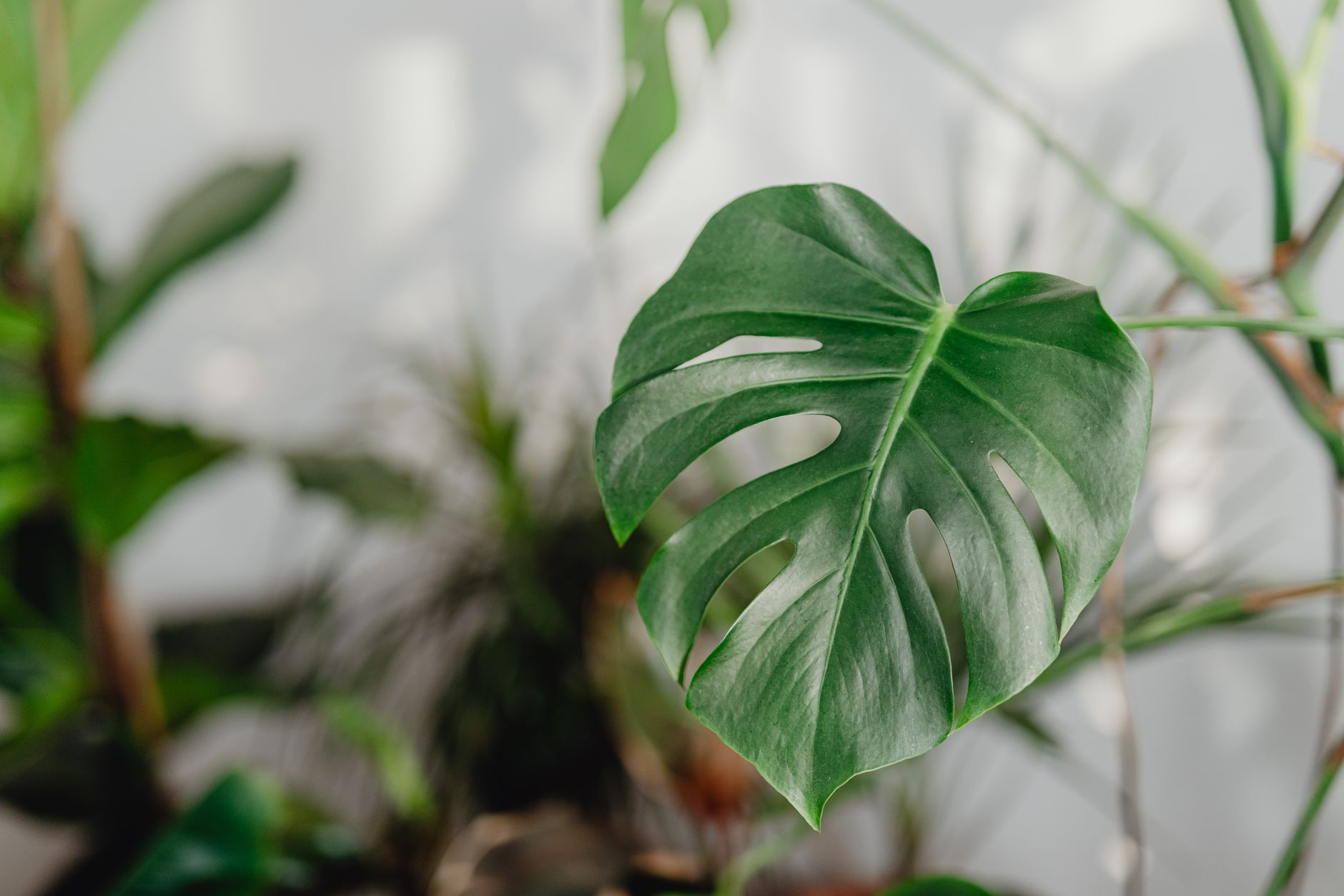 Folha de monstera verde vibrante em close com fundo desfocado interno.
