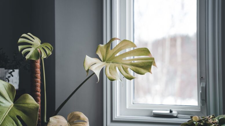 Monstera puede llenar una sala