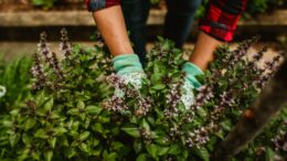 Las flores albahaca también comen