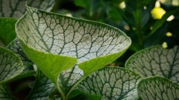 Las hojas tus plantas necesitan