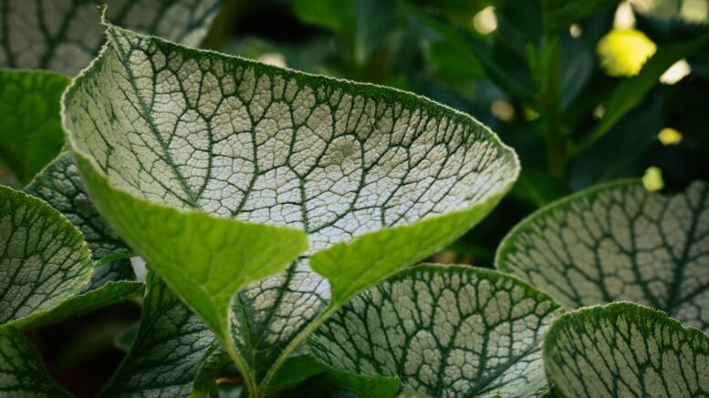 Las hojas tus plantas necesitan