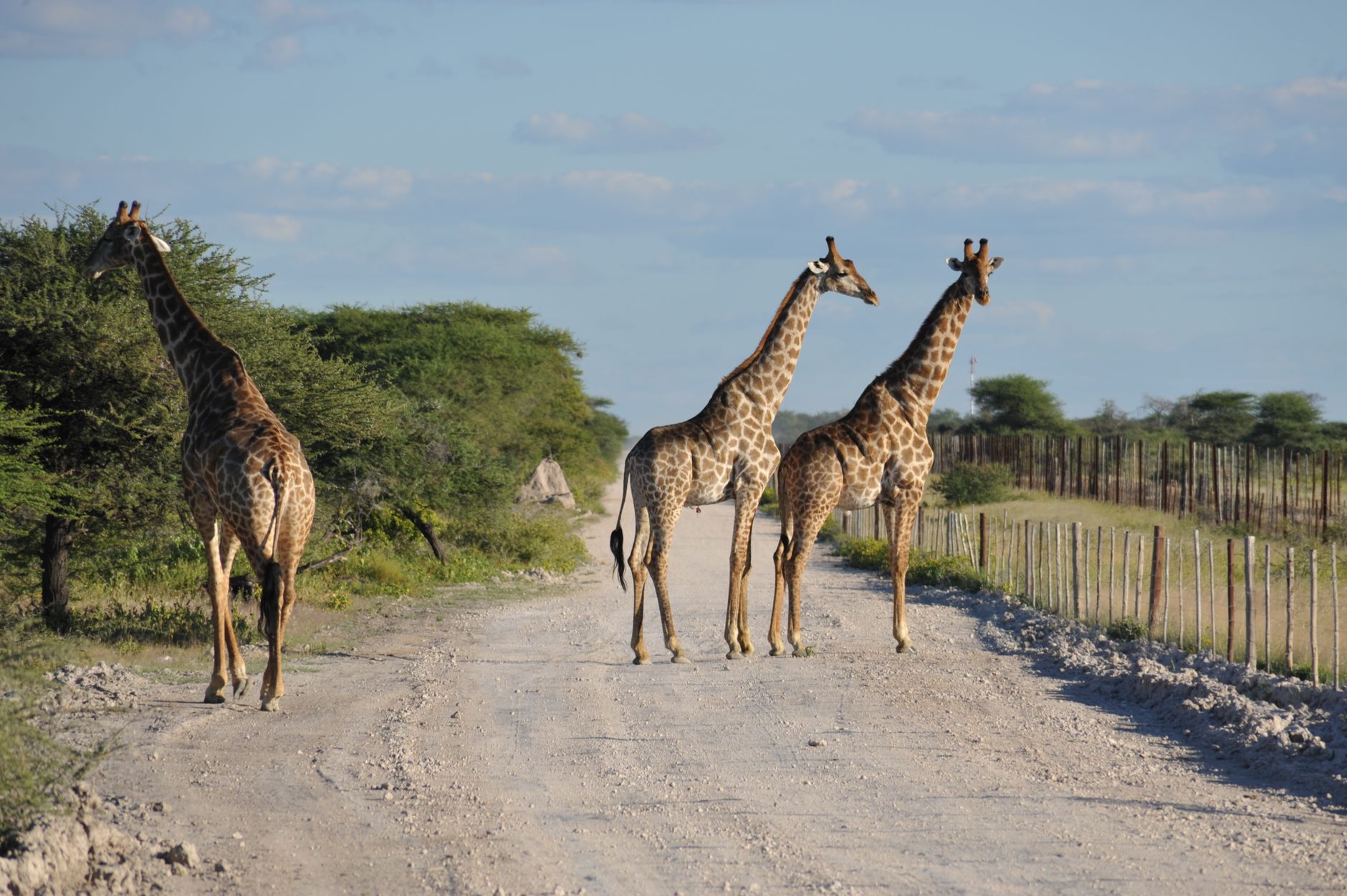 Três girafas caminham por uma estrada rural empoeirada na África, cercadas por árvores e natureza.
