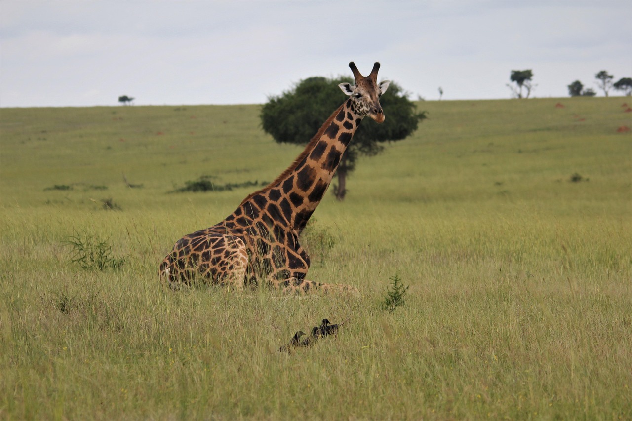 girafa, deitado, baixa, natureza, papel de parede mac, uganda, africano, fundos legais, safári, animais selvagens, natureza bela, verde, papel de parede do laptop, único, papel de parede do windows, planos de fundo da área de trabalho, cru, alta, papel de parede de alta definição, lindo papel de parede, papel de parede 4k 1920x1080, pernas, papel de parede da natureza, visão, grandes, papel de parede 4k, pescoço, papel de parede hd, fundo da natureza, papel de parede hd completo, selvagem, animais, fundo livre, fundo, papel de parede, papel de parede grátis, perto, pra cima
