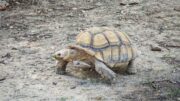 Las tortugas sulcata excavan túneles