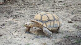 Las tortugas sulcata excavan túneles