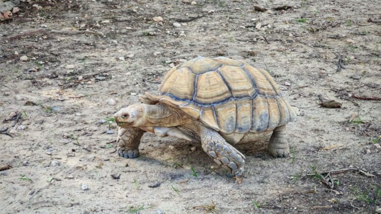 Las tortugas sulcata excavan túneles