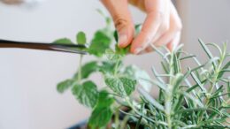 Laurel romero albahaca menta desprenden