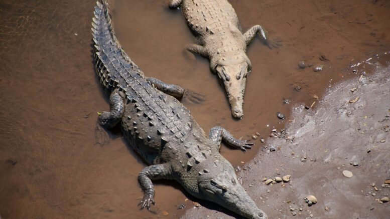 Los cocodrilos sobrevivieron extinciones masivas