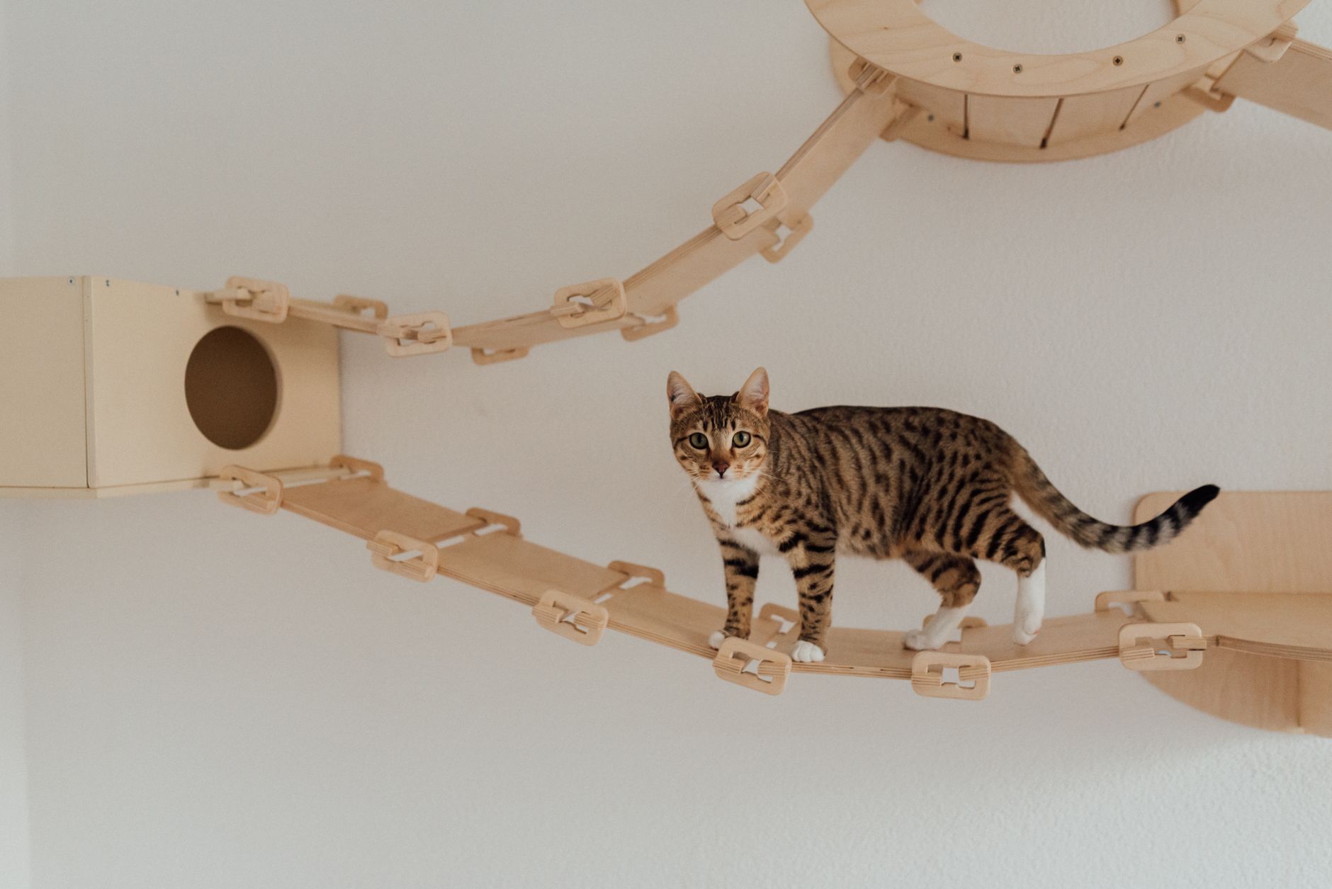 Gato tigrado explorando uma estrutura de escalada de madeira dentro de casa. Imagem perfeita de pet.