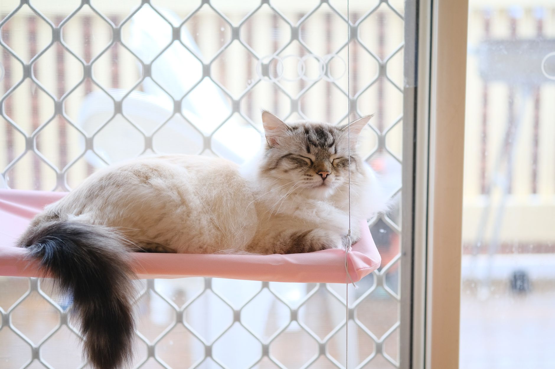 Um gato peludo dorme pacificamente em um suporte rosa próximo a uma janela de tela em um dia calmo.