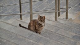 Los gatos salen solos enfrentan