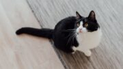 Los gatos suelen confiar más