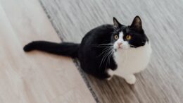 Los gatos suelen confiar más