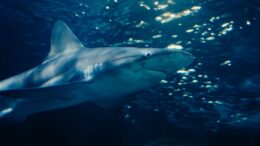 Los tiburones pueden localizar una